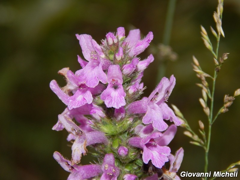 Betonica officinalis (=Stachys officinalis) / Betonica comune